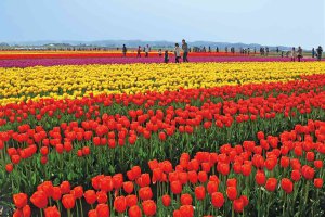 2025�b�V���̃`���[���b�v�� ����6�I�@�����E�C�x���g���̉摜6