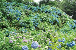 2025�b�V���̃A�W�T�C����8�I �������̉摜2