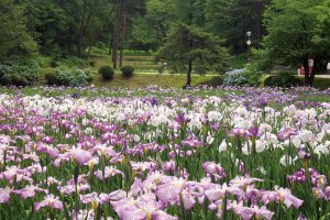 2025bVEẲԂ߂ i8Ỉ摜10