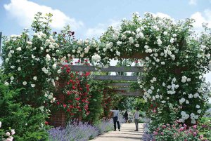 2025bVEẲԂ߂ i8Ỉ摜2