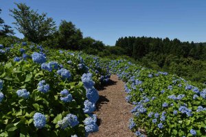 2025�b�V���̃A�W�T�C����8�I �������̉摜8