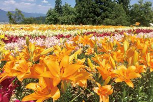 2025bVEẲԂ߂ i8Ỉ摜16