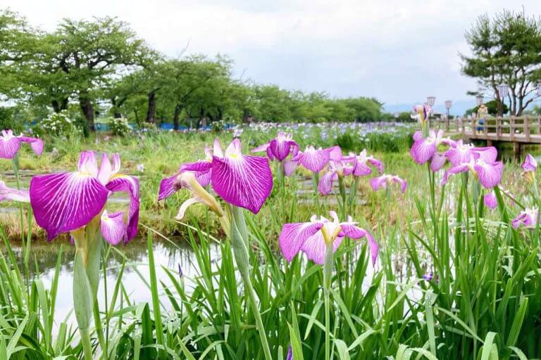 阿賀野市･瓢湖を散策〜やさしい色合いのアヤメと水鳥を見ながらのんびりと〜