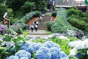 2025�b�V���̃A�W�T�C����8�I �������̉摜4