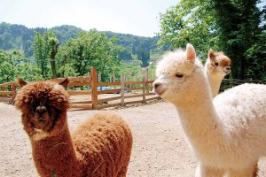 2025�b�e�q�ōs����I�V���̉ċx�݃��W���[�X�|�b�g18�I�̉摜16