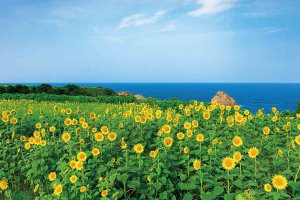 2025bV̂Ђ܂蔨 6I@ĂȂł͂̉Ԃ̐ỉ摜10