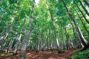 �Ăɂ������߁I�V���E�����������X�|�b�g18�I ����������̉摜22