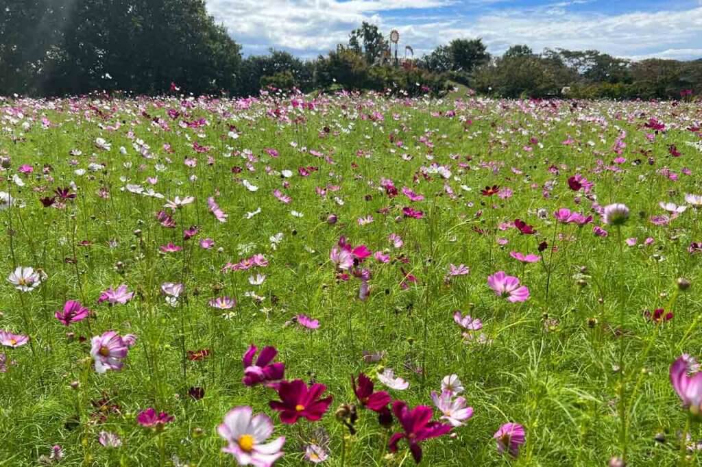 体験レポート】見頃はもうすぐ！約10万本が咲く上堰潟公園のコスモス
