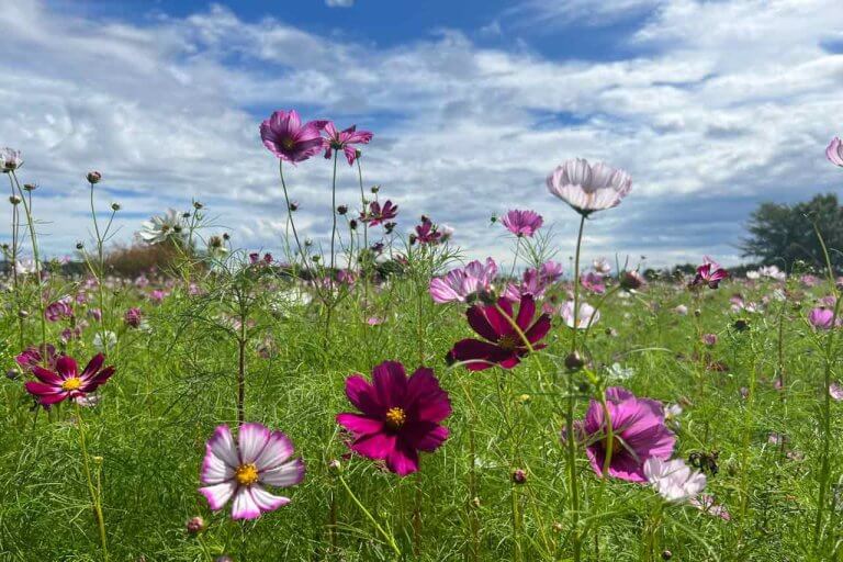 体験レポート】見頃はもうすぐ！約10万本が咲く上堰潟公園のコスモス