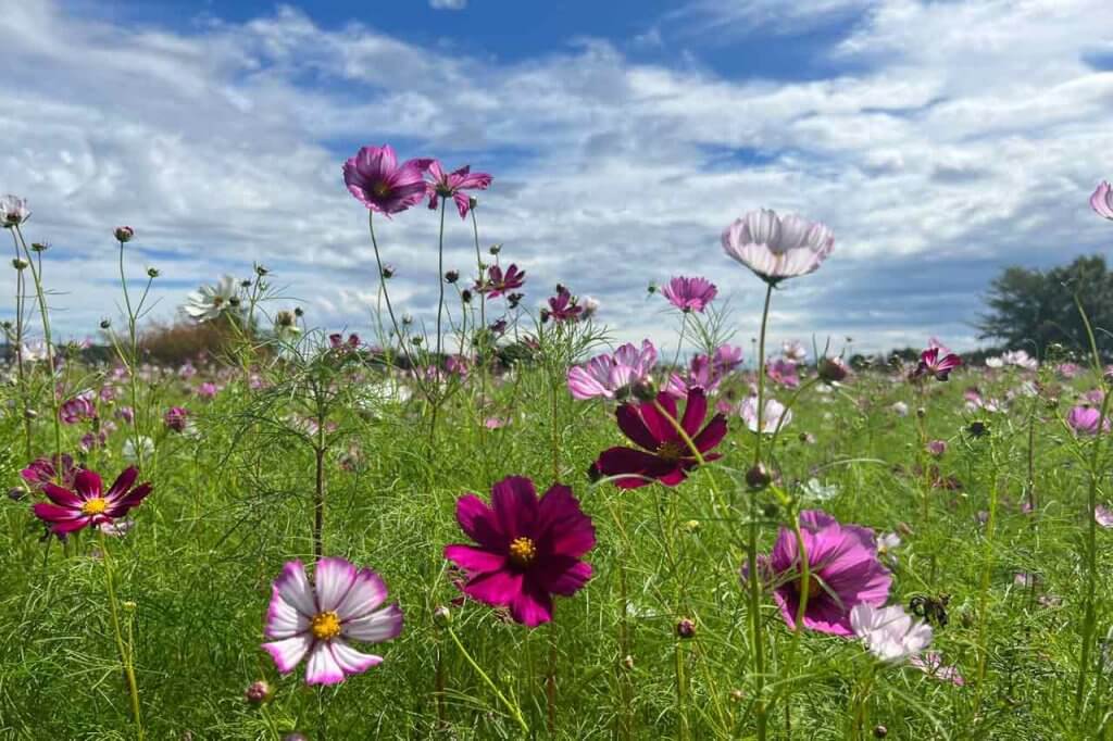 体験レポート】見頃はもうすぐ！約10万本が咲く上堰潟公園のコスモス