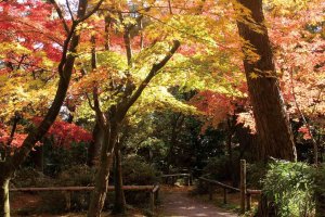 2025�b�V���̐�i�g�t�X�|�b�g ����30�I�̉摜8