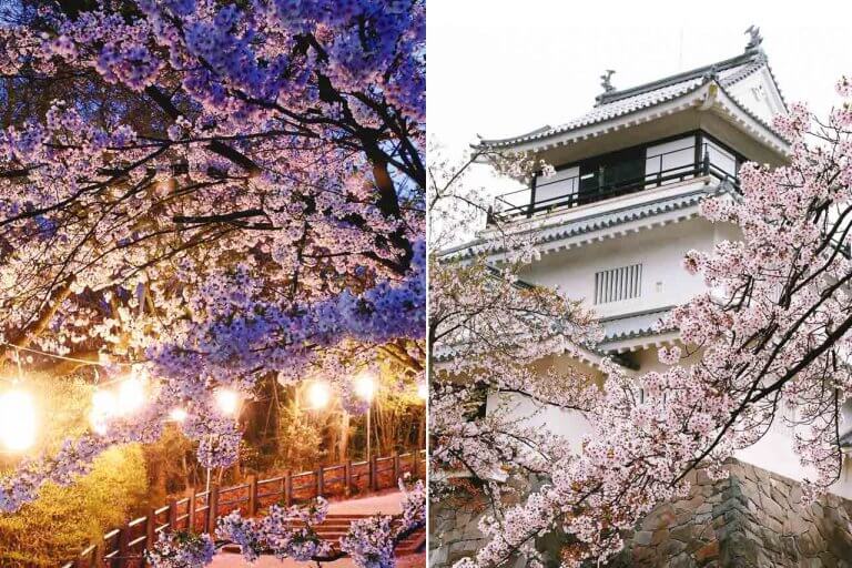 子どもと一緒に行きたい花見スポット!長岡市「悠久山公園」4/7(金)から桜まつりもスタート 子どもと一緒に行きたい花見スポット!長岡市「悠久山公園」4/7(金)から桜まつりもスタート