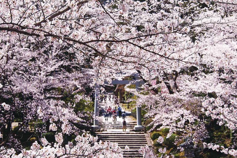 50品種の“桜のリレー”を長く楽しめる「弥彦エリア」。街を歩いて春を満喫しよう。 50品種の“桜のリレー”を長く楽しめる「弥彦エリア」。街を歩いて春を満喫しよう。