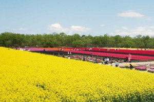 2025�b�V���́u�؂̉Ԕ��v����4�I �������̉摜6