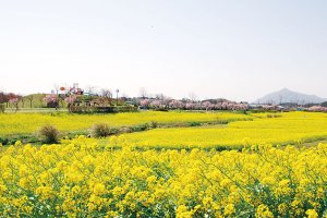 2025�b�V���́u�؂̉Ԕ��v����4�I �������̉摜5