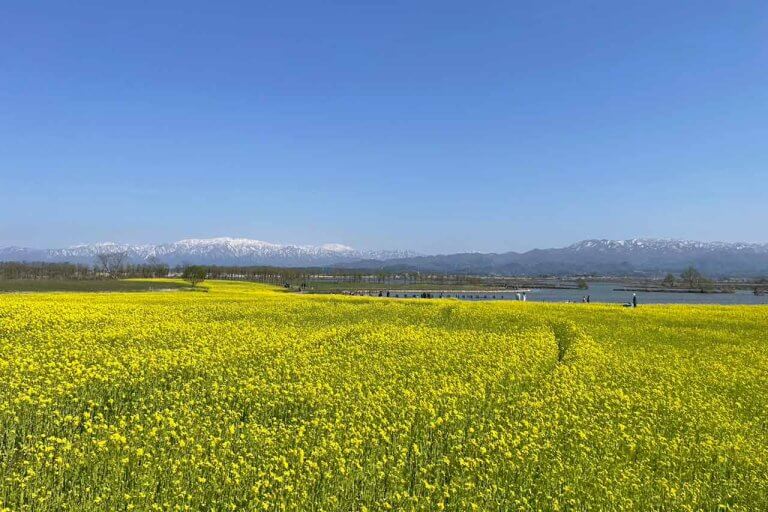 新潟市北区「福島潟」で100万本の菜の花が見頃を迎えています！4月下旬