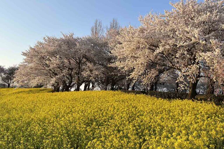 桜と菜の花の競演が見事！ 西蒲区の上堰潟公園 桜は8～9分咲き 4/3(月