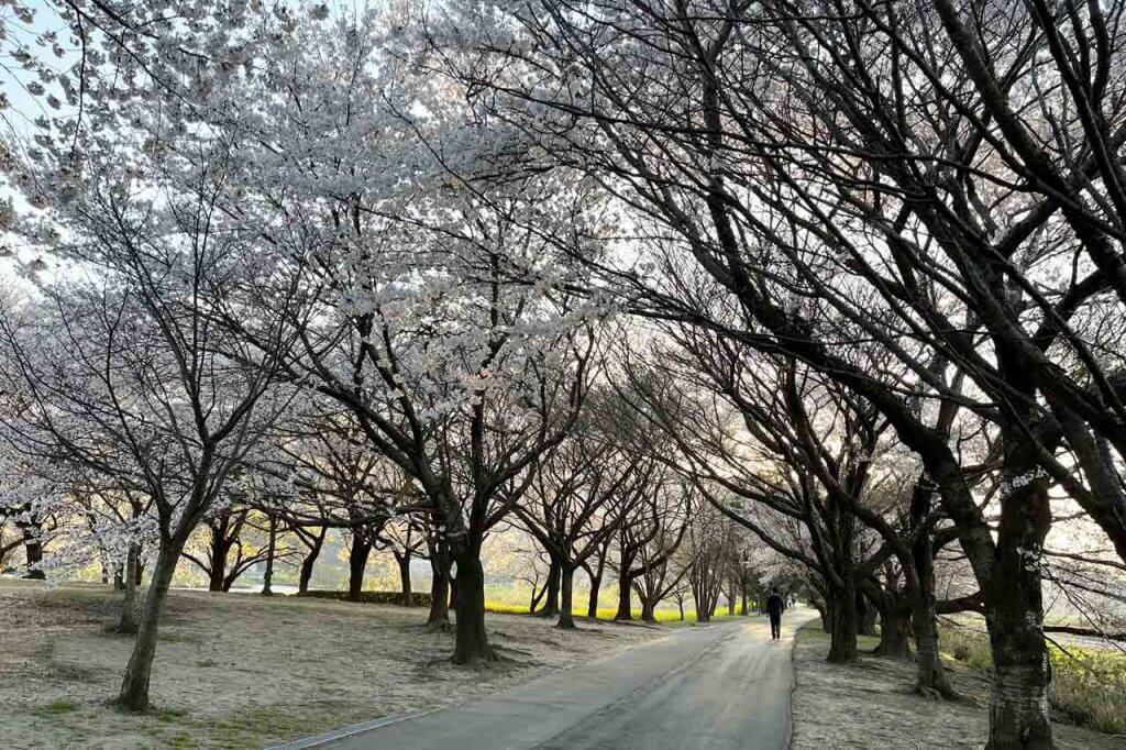 桜と菜の花の競演が見事！ 西蒲区の上堰潟公園 桜は8～9分咲き 4/3(月