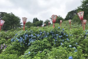 2025�b�V���̃A�W�T�C����8�I �������̉摜11