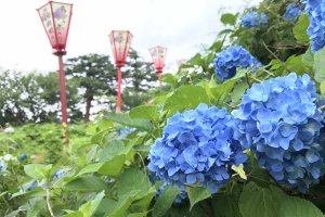 2025�b�V���̃A�W�T�C����8�I �������̉摜10