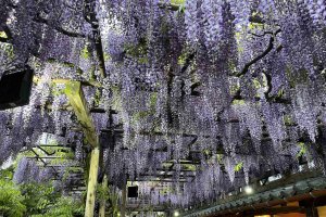 2024bGWɂ߁I V̉ԃX|bg12Ỉ摜7