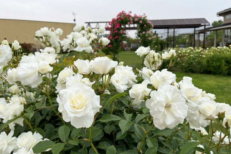 約130種類800本のバラが見頃！新潟市「いくとぴあ食花」のキラキラ