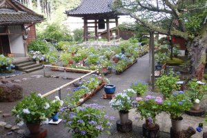 2025�b�V���̃A�W�T�C����8�I �������̉摜6