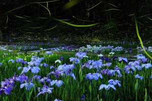 2025bVEẲԂ߂ i8Ỉ摜13