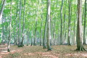 x͖KꂽIVEĂ̐ioX|bg15Ỉ摜14