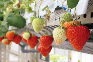 LED栽培のイチゴが一年中楽しめる！パティスリー併設の植物工場