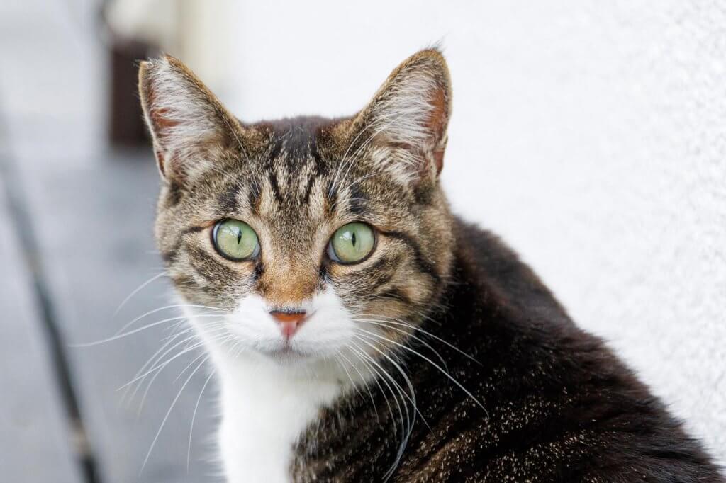 民宿が保護猫と触れ合えるカフェにリニューアル！新潟市西蒲区「neko