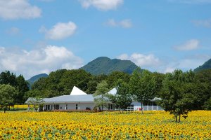 2025bV̂Ђ܂蔨 6I@ĂȂł͂̉Ԃ̐ỉ摜9