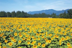 2025bV̂Ђ܂蔨 6I@ĂȂł͂̉Ԃ̐ỉ摜7