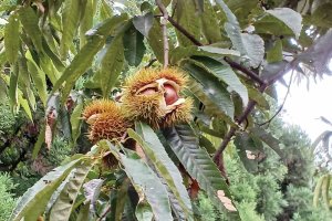 2024�N�Łb�Ԃǂ��A���A�����S�ȂǁI�V���Ŋy���߂�H�̖��o���X�|�b�g�܂Ƃ߂̉摜8