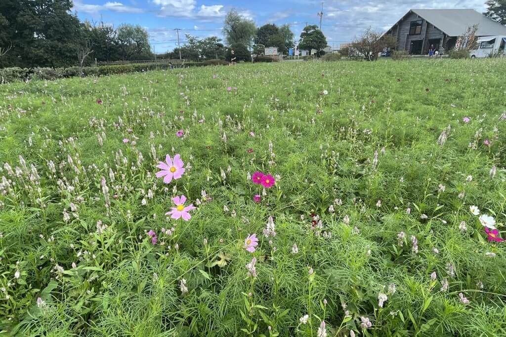 西蒲区の上堰潟公園で10万本のコスモス咲き始め 見頃は10月上旬～中旬