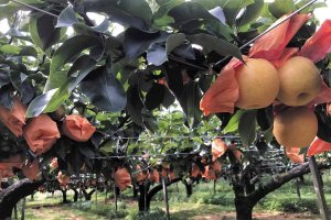 2024�N�Łb�Ԃǂ��A���A�����S�ȂǁI�V���Ŋy���߂�H�̖��o���X�|�b�g�܂Ƃ߂̉摜12