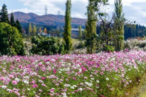 2025｜新潟のコスモス畑 名所4選 見頃情報も | 街ニュース | 新潟の街