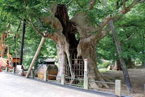 2025�b�J�^�Ɍ����I�V���̐_�Ё�����15�I�̉摜21