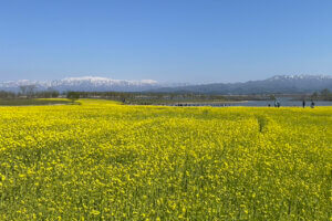 2025�b�V���́u�؂̉Ԕ��v����4�I �������̃��C���摜