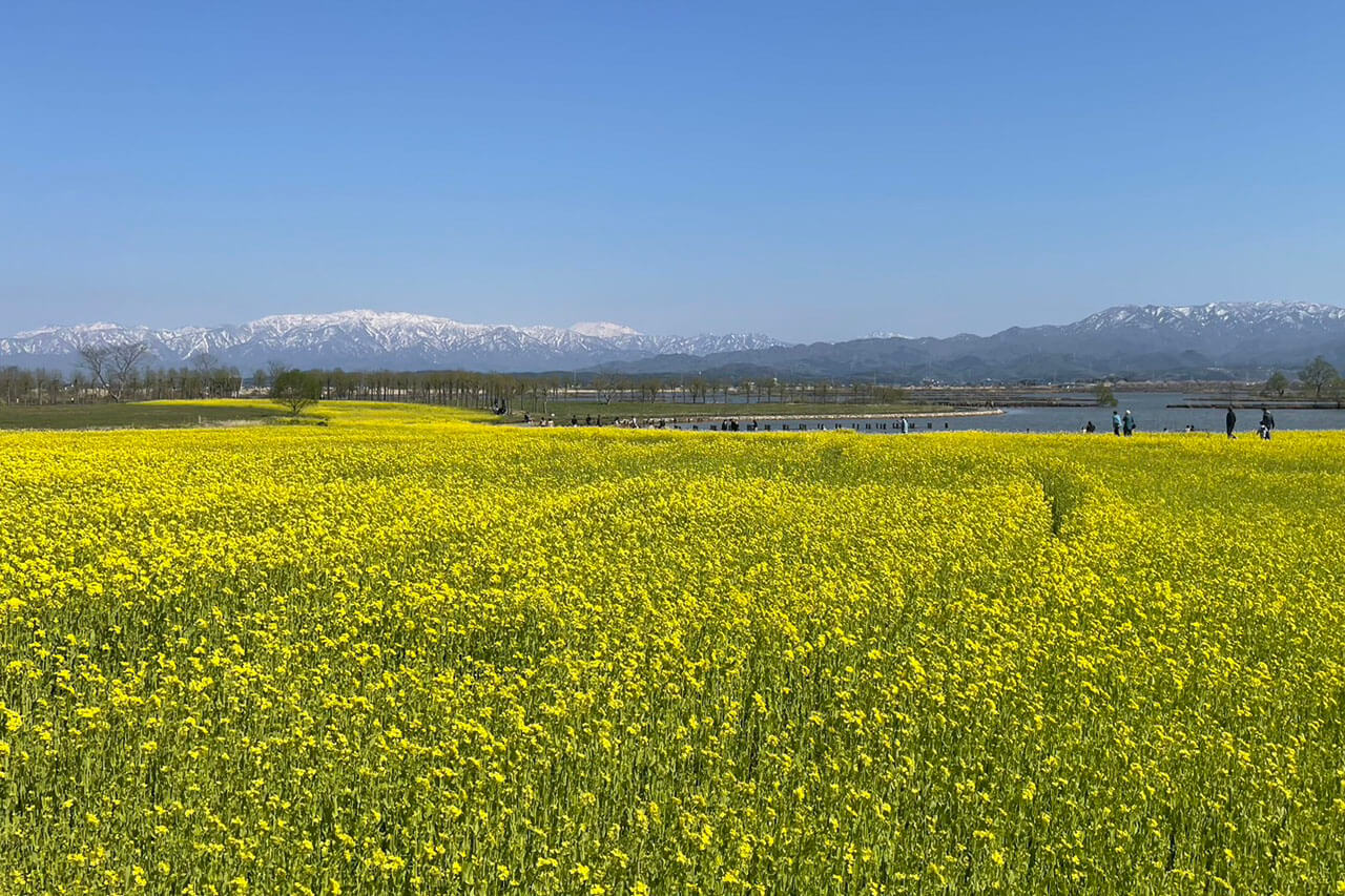 菜の花 fukusimagata.jpg