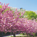 2025�b�V���̂��Ԍ��E���X�|�b�g50�I�@�������C�x���g�����̉摜44