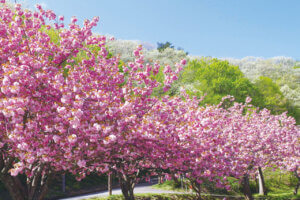 2025bV̂ԌEX|bg50I@Cxg̉摜44