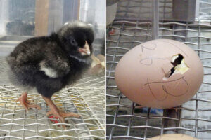 �����ɍs����V���C�x���g���b4/1(��)�`5(��)�̉摜11