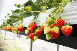 2025bV̂X|bg13ĨC摜