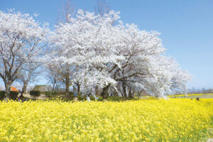 2025bVEzGA lC̍EԌX|bg ԁ 41Ỉ摜7