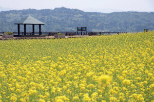 2025�b�V���́u�؂̉Ԕ��v����4�I �������̉摜8