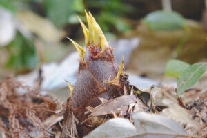 �����ɍs����V���C�x���g���b4/22(��)�`26(��)�̉摜2