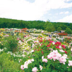 �Ƒ��ŉ߂������Ԃ������ƖL���ɁB�uFamily Komachi�v�̉摜11