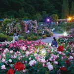 �Ƒ��ŉ߂������Ԃ������ƖL���ɁB�uFamily Komachi�v�̉摜13