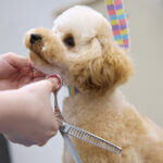 �Ƒ��ŉ߂������Ԃ������ƖL���ɁB�uFamily Komachi�v�̉摜48